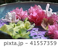 水に浮かぶ花 41557359