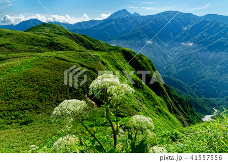 雨飾山・笹平の高山植物と天狗原山・焼山方面の眺め 41557556