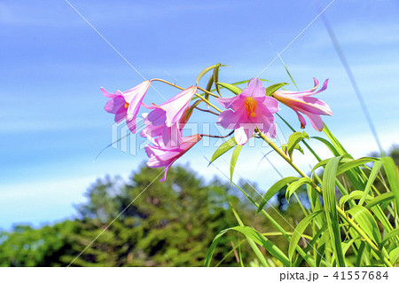 青空とひめさゆり 青空とひめさゆり 41557684