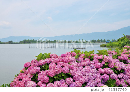 琵琶湖のアジサイ 41557740