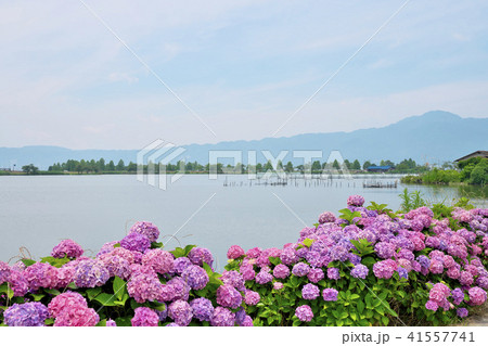 琵琶湖のアジサイ 琵琶湖のアジサイ 41557741