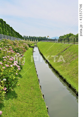 琵琶湖のアジサイ 琵琶湖のアジサイ 41557746