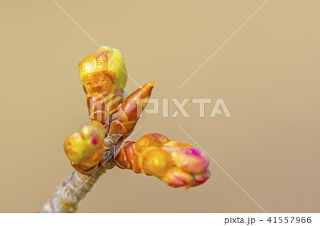 つぼみ つぼみ 41557966