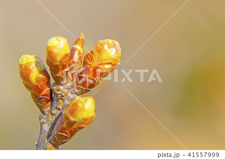つぼみ 41557999