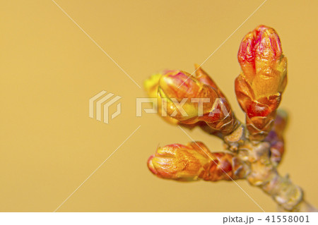 つぼみ つぼみ 41558001