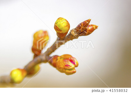 つぼみ 41558032