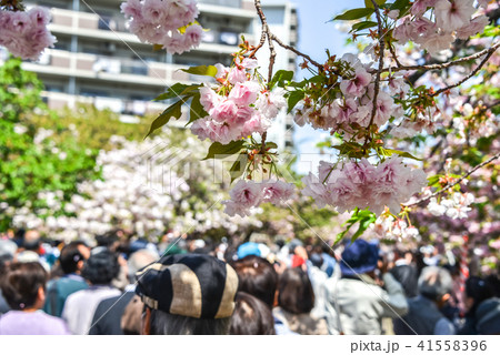 桜の通り抜け 桜の通り抜け 41558396
