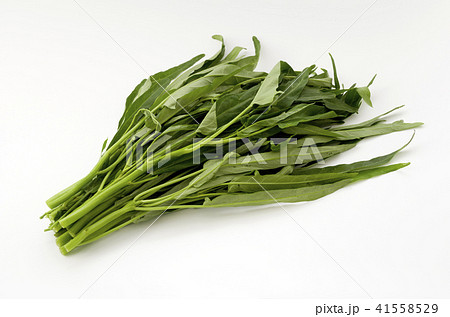 空心菜(クウシンサイ) 空心菜(クウシンサイ) 41558529