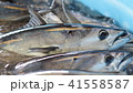 カツオの水揚げ 41558587