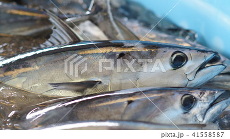 カツオの水揚げ 41558587