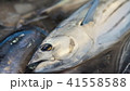 カツオの水揚げ 41558588