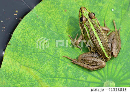 トノサマガエル トノサマガエル 41558813
