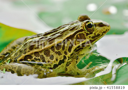 トノサマガエル トノサマガエル 41558819