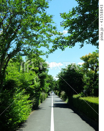初夏の府中市 下河原緑道 初夏の府中市 下河原緑道 41558843