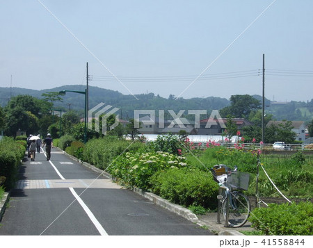 初夏の府中市 下河原緑道 初夏の府中市 下河原緑道 41558844