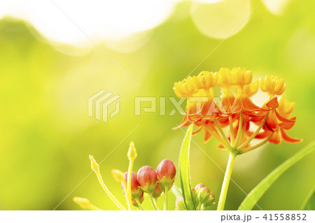 ヤナギトウワタ(宿根パンヤ) 41558852