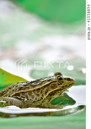トノサマガエル 41558854
