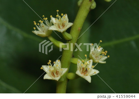 自然　植物　モモタマナ、雌蕊とガッシリした花柄。こちらは両性花のようです 41559044