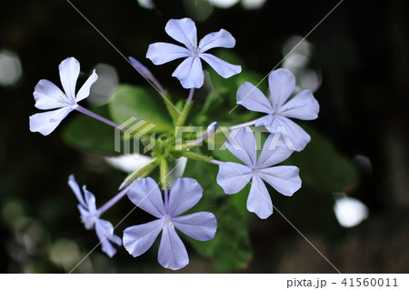 ルリマツリの花 41560011