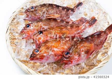 カサゴの生魚 41560324