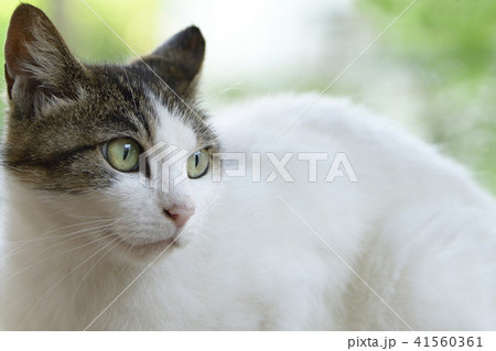 屋外でくつろぐ猫 屋外でくつろぐ猫 41560361
