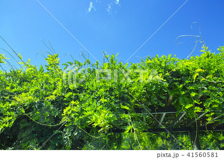 新緑の藤棚 41560581