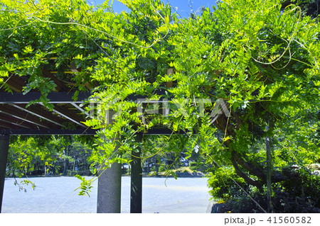 新緑の藤棚 41560582
