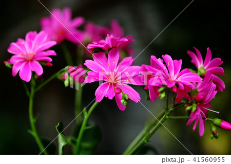 レウイシア　紅色の花 41560955