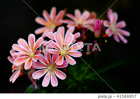 レウイシア 薄赤色の花の写真素材