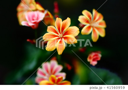 レウイシア　黄赤色の花 41560959