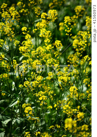 春を彩る、菜の花畑 41560973
