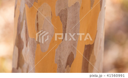 ナツツバキの幹 41560991