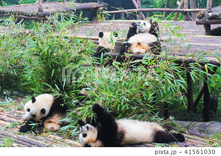 成都パンダ繁育研究基地 成都パンダ繁育研究基地 41561030