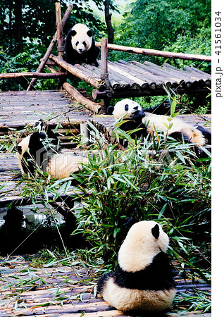 成都パンダ繁育研究基地 41561034