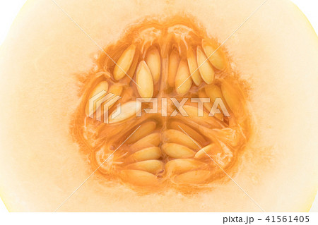 マクワウリ(チャメ): Korean melon マクワウリ(チャメ): Korean melon 41561405
