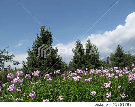 flowers like lilacs 41561798