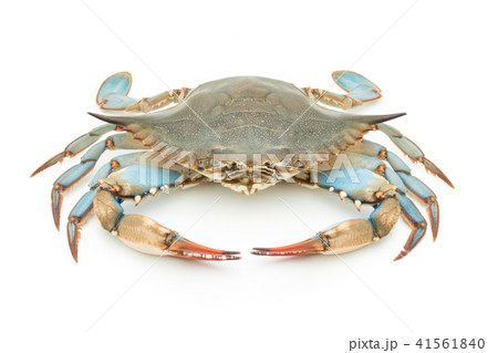 アオガニ（♀）: blue crab (female) 41561840