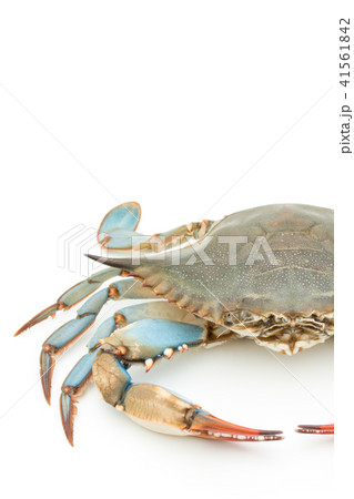 アオガニ（♀）: blue crab (female) 41561842