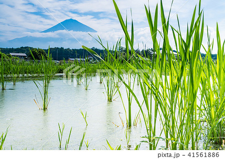 （静岡県）マコモ畑（田）越しに富士山 41561886