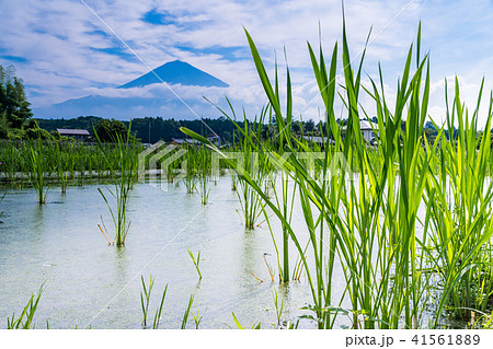 （静岡県）マコモ畑（田）越しに富士山 41561889