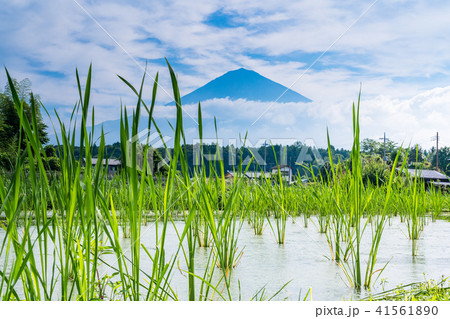 （静岡県）マコモ畑（田）越しに富士山 41561890