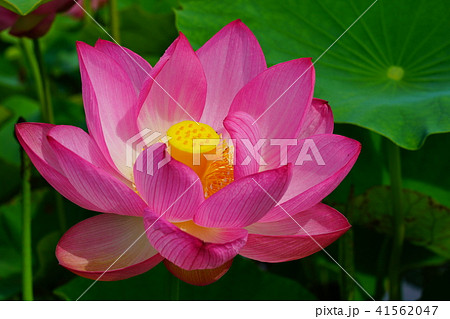 はすの花 はすの花 41562047