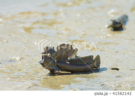 ムツゴロウ 魚 魚類 41562142