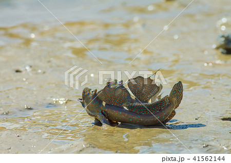 ムツゴロウ 魚 魚類の写真素材