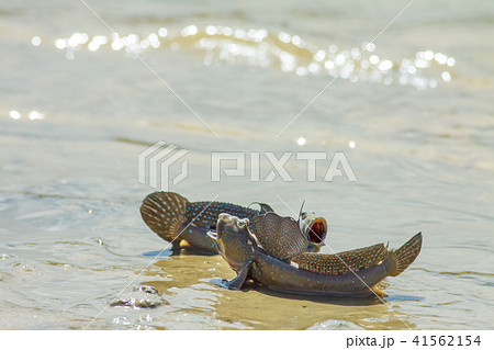 ムツゴロウ 魚 魚類の写真素材