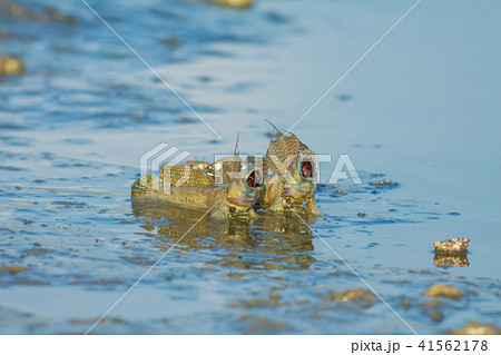 ムツゴロウ 魚 魚類 41562178