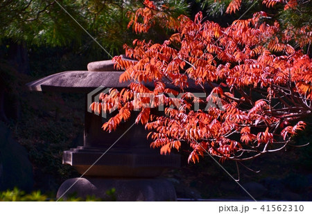 紅葉 紅葉 41562310