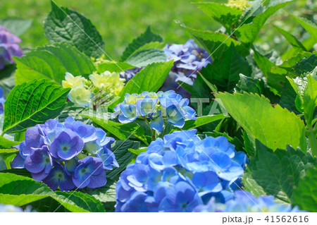 紫陽花 アジサイ あじさい 41562616