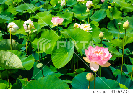 唐比ハス園 ハスの花 長崎県諫早市 の写真素材