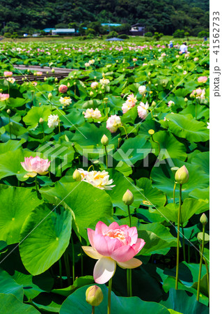 唐比ハス園 ハスの花 長崎県諫早市 の写真素材